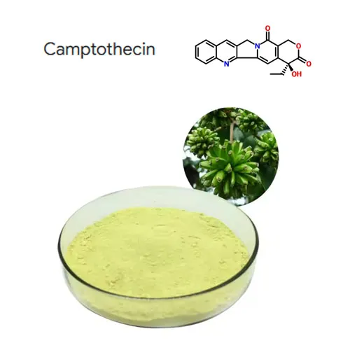 Siab huv 98% camptothecin nroj tshuag Extract Cov Hmoov Pov? 7689-03-4